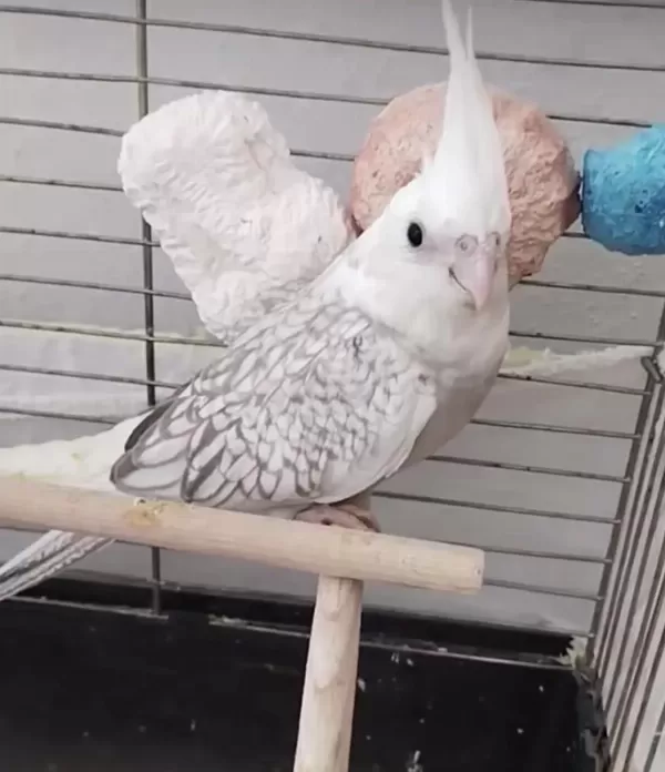 Sultan Papağanı Yeni Yeme Düştü