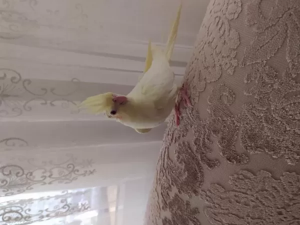 Yeni Yuvadan Çıkmış Bebek Sultan Papağanları