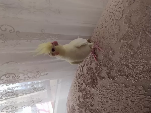 Yeni Yuvadan Çıkmış Bebek Sultan Papağanları