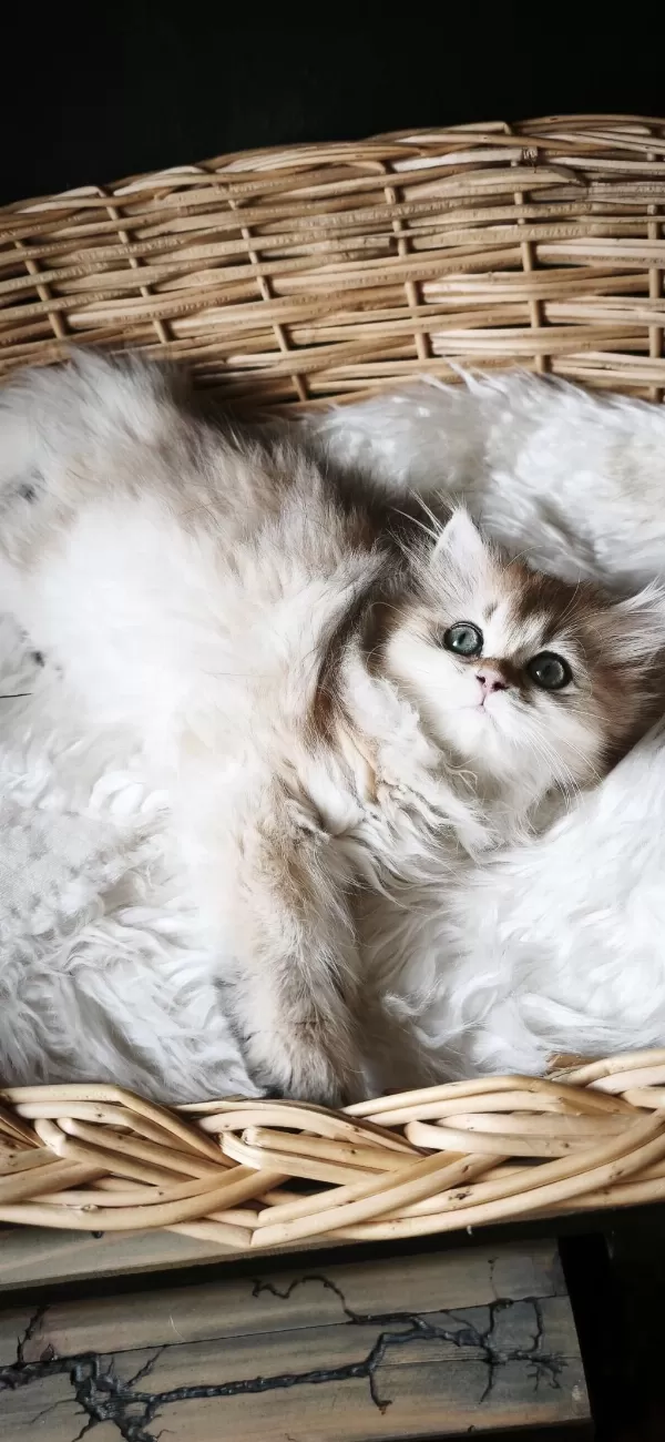 Ny25 Dişi British Longhair
