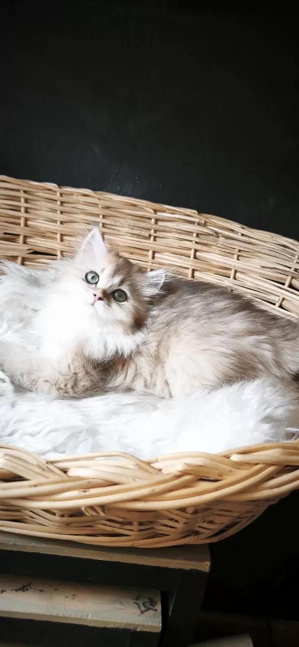 Ny25 Dişi British Longhair