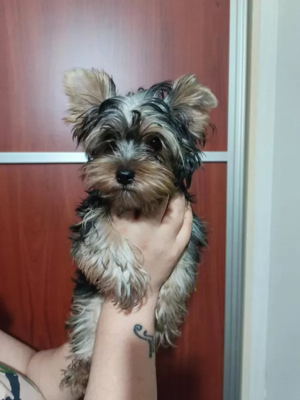 Yorkshire Terrier Erkek Yavrumuz