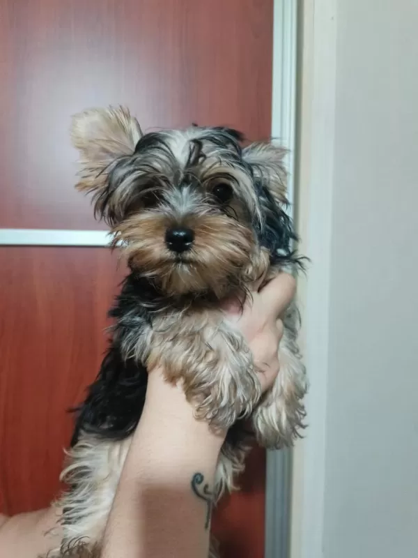 Yorkshire Terrier Erkek Yavrumuz