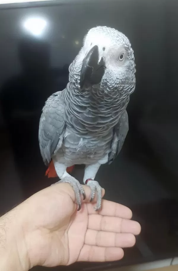 Yerli Üretim Kapalı Bilezik Jako Konuşur Eğitimli