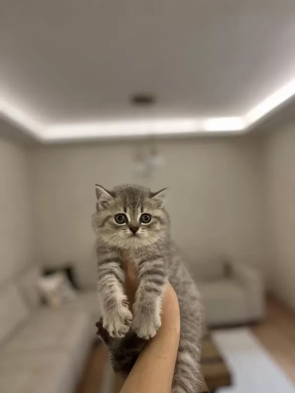 Güzeller Güzeli British Shorthair Yavrularim