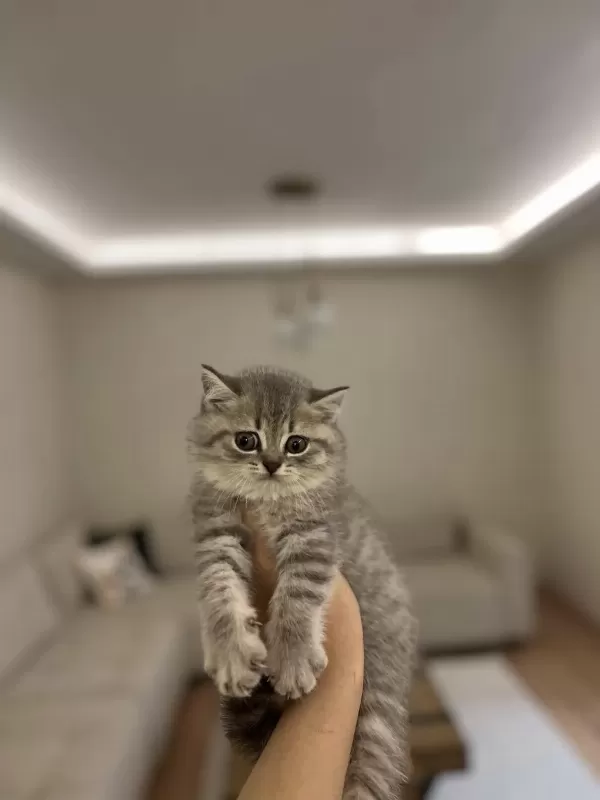 Güzeller Güzeli British Shorthair Yavrularim