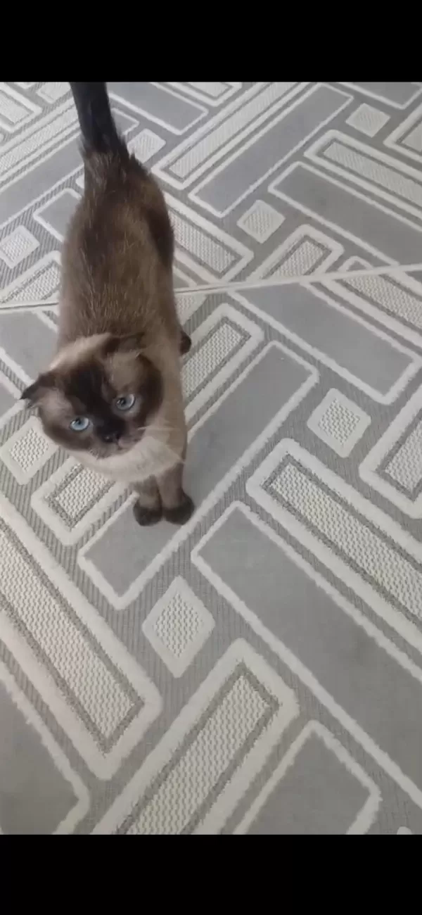 Ücretsiz 3 Yaşında Dişi Scottish Fold