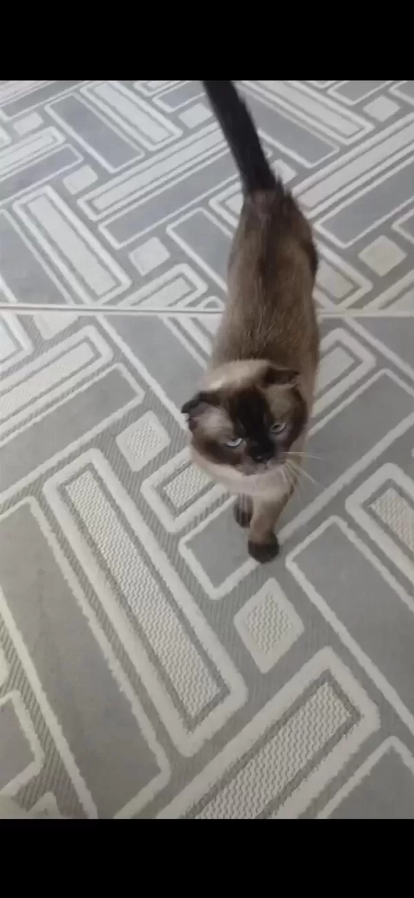 Ücretsiz 3 Yaşında Dişi Scottish Fold