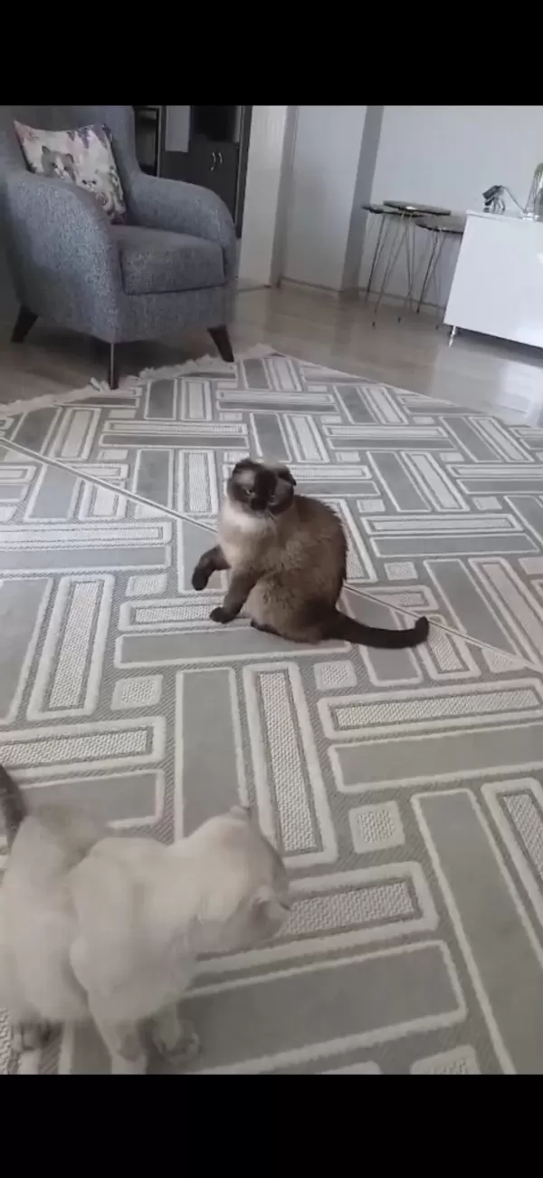 Ücretsiz 3 Yaşında Dişi Scottish Fold