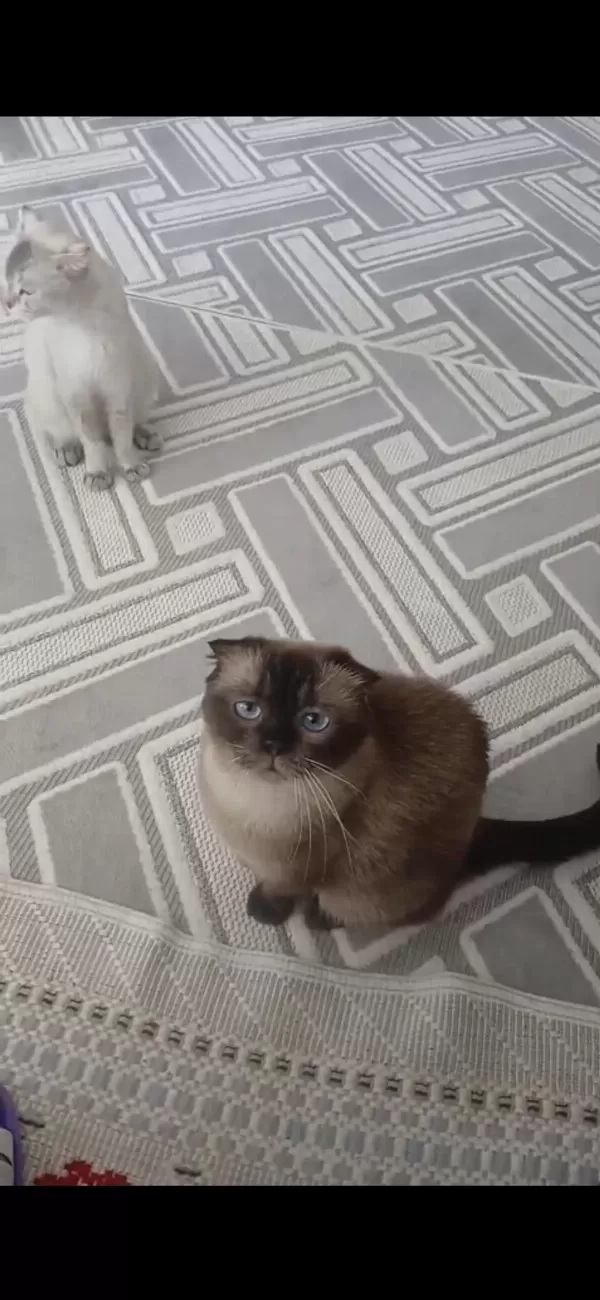 Ücretsiz 3 Yaşında Dişi Scottish Fold