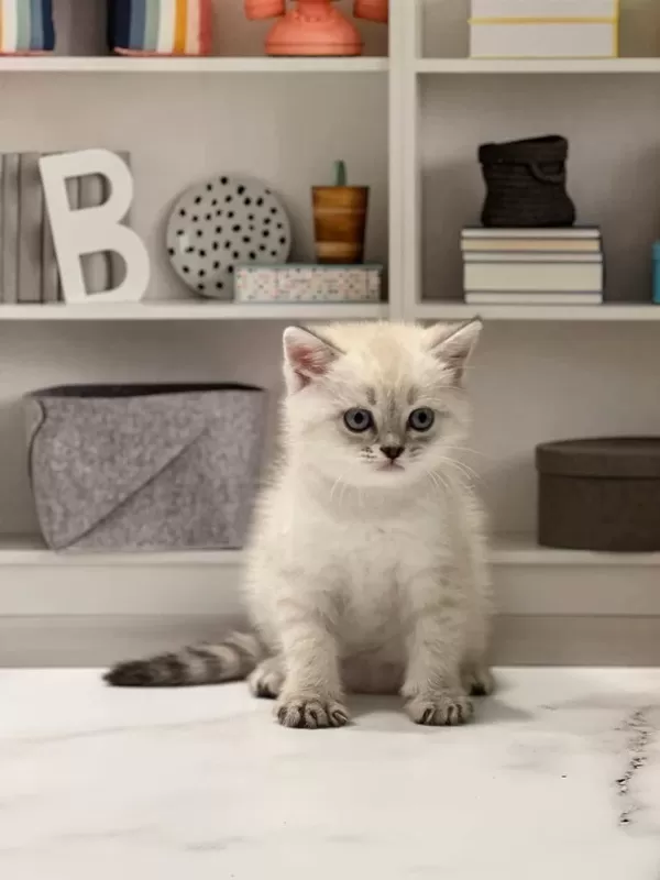 British Shorthair Silver Yavrularim