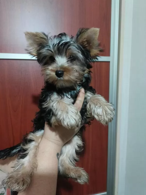 Yorkshire Terrier Erkek Yavru