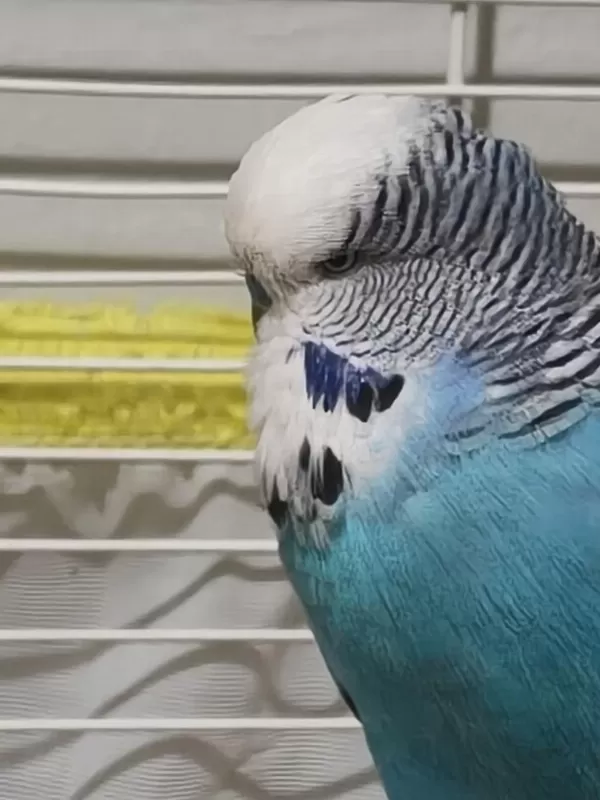 Jumbo Takım Muhabbet Kuşu