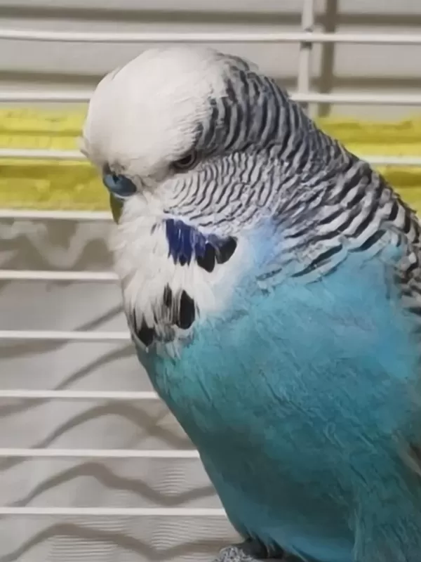 Jumbo Takım Muhabbet Kuşu