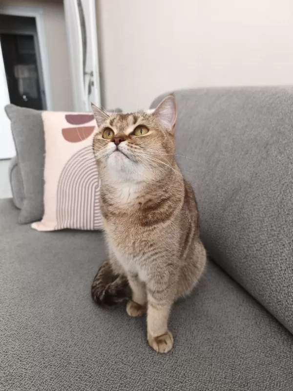 British Shorthair Ücretsiz Sahiplendirme