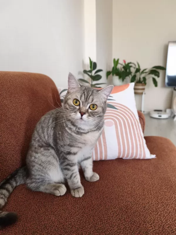 British Shorthair Ücretsiz Sahiplendirme