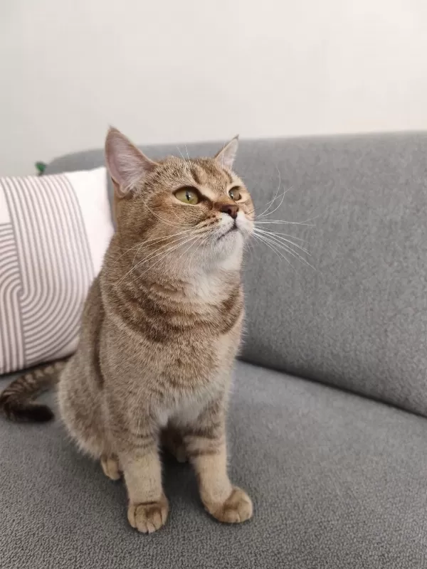 British Shorthair Ücretsiz Sahiplendirme
