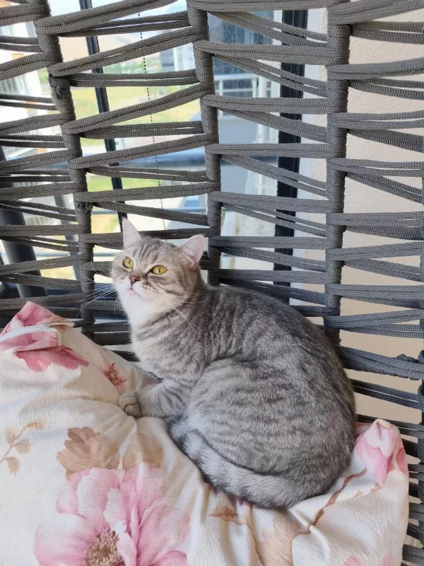British Shorthair Ücretsiz Sahiplendirme