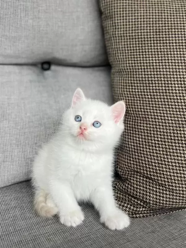 British Shorthair Red Point Yavrularim