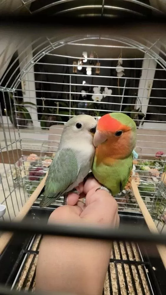 2 Aylık Bebek Sevda Papağanları Yeni Yeme Düştü