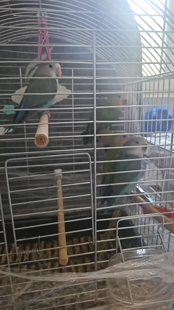 2 Aylık Bebek Sevda Papağanları Yeni Yeme Düştü
