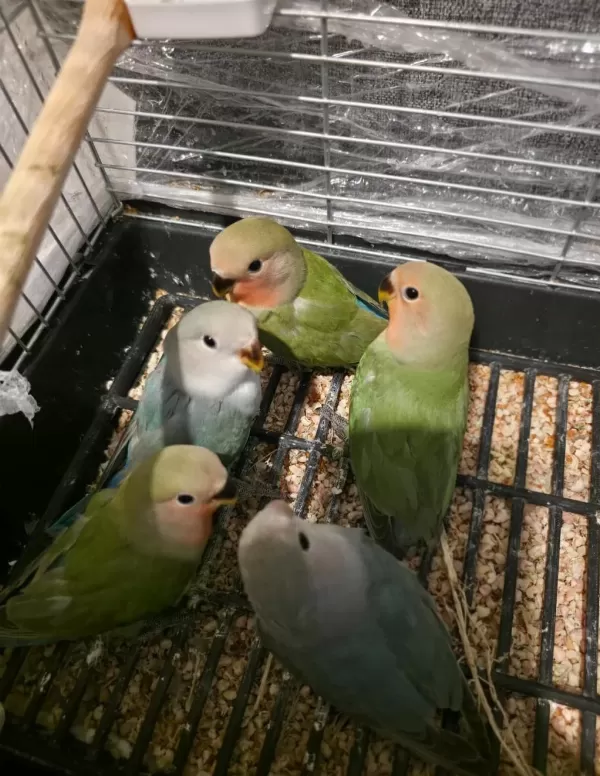 2 Aylık Bebek Sevda Papağanları Yeni Yeme Düştü