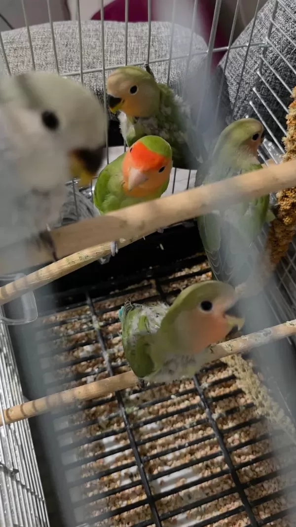 2 Aylık Bebek Sevda Papağanları Yeni Yeme Düştü