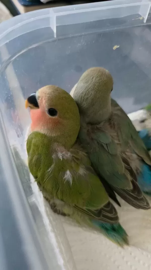 2 Aylık Bebek Sevda Papağanları Yeni Yeme Düştü