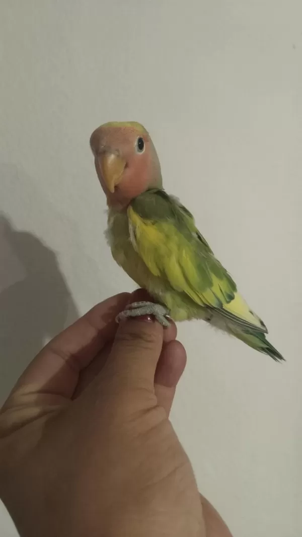 Sağlıklı Acil Sevda Papağanı