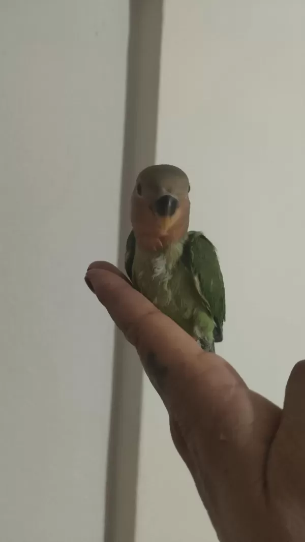 Sağlıklı Acil Sevda Papağanı