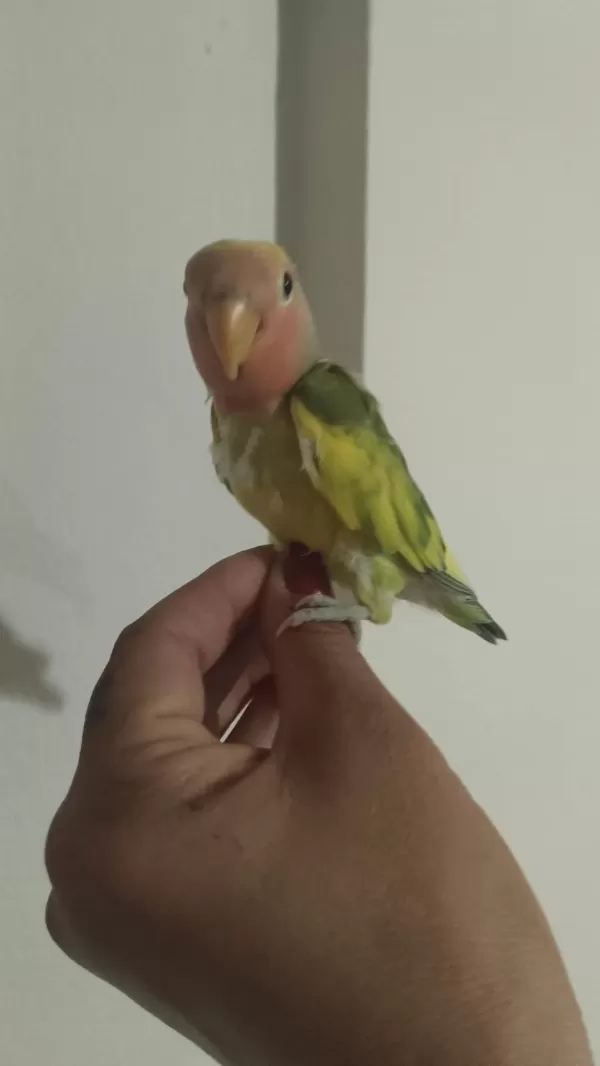 Sağlıklı Acil Sevda Papağanı