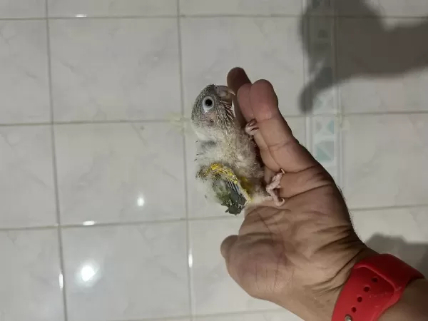 Erkek Dnali Konur Bebekler Pineapple