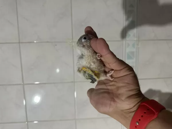 Erkek Dnali Konur Bebekler Pineapple
