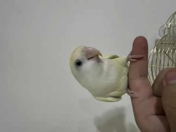 Cremino Dişi Sevda Papağani
