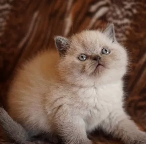 British Shorthair Blue Point Yavrularim