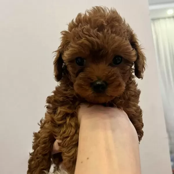 Toy Poodle Yavrulari