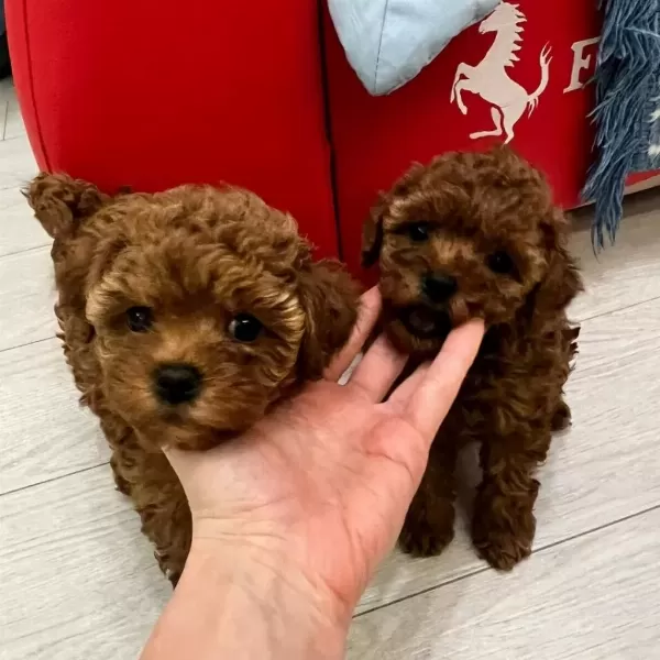 Toy Poodle Yavrulari