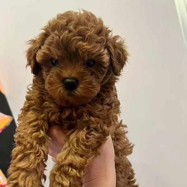 Toy Poodle Yavrulari