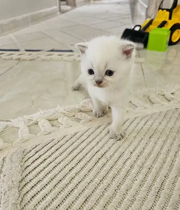 Scottish Fold Prenses Ve Prensesim