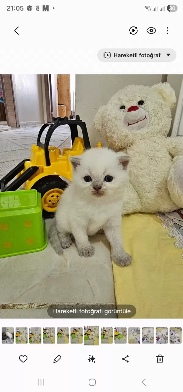Scottish Fold Prenses Ve Prensesim