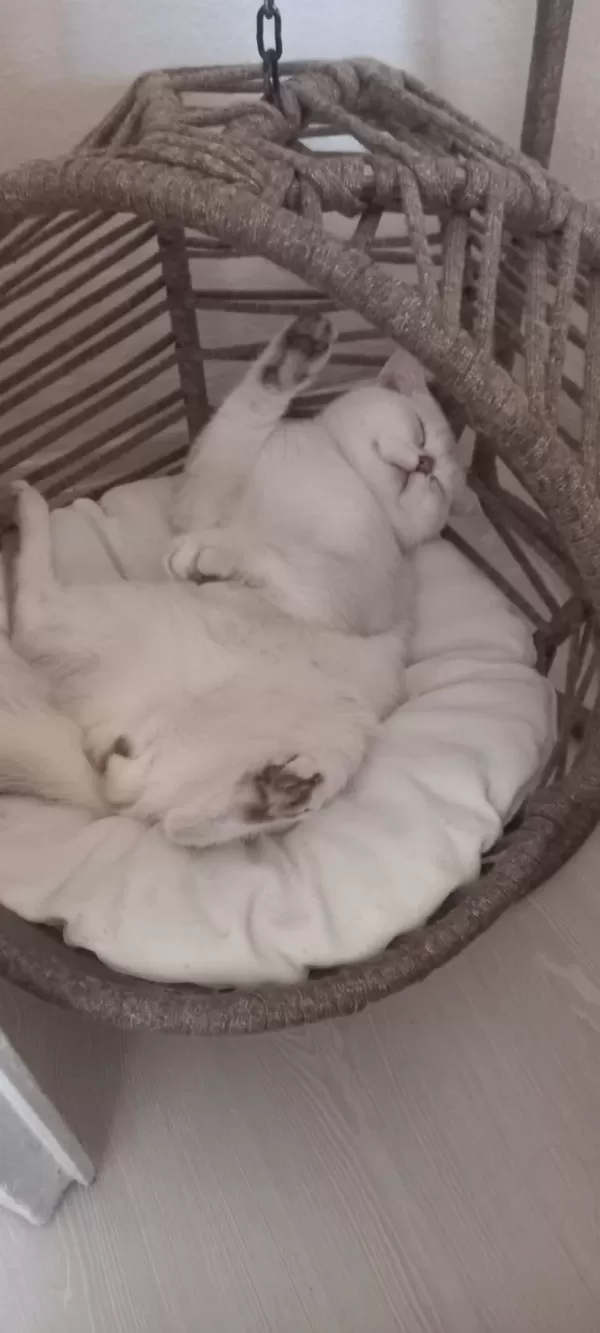 British Shorthair Kedisi
