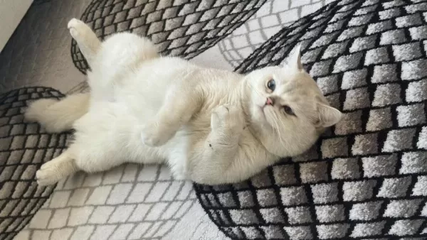 British Shorthair Kedisi