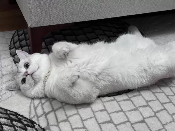 British Shorthair Kedisi