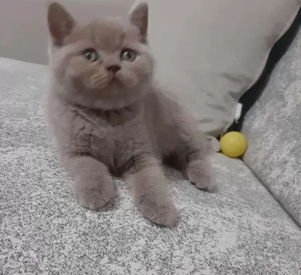 Bu Tatlı Minnoş Kedimize Yuva Olmak İstermisiniz