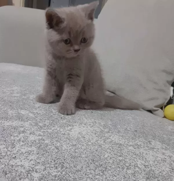 Bu Tatlı Minnoş Kedimize Yuva Olmak İstermisiniz