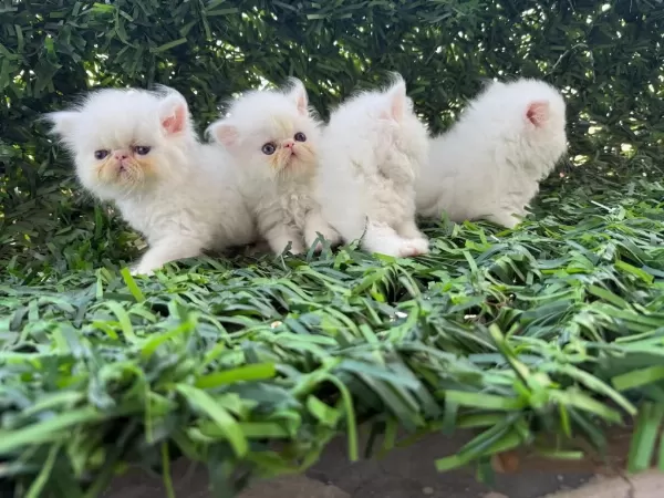 Sağlıklı Pamuk Kedilerim