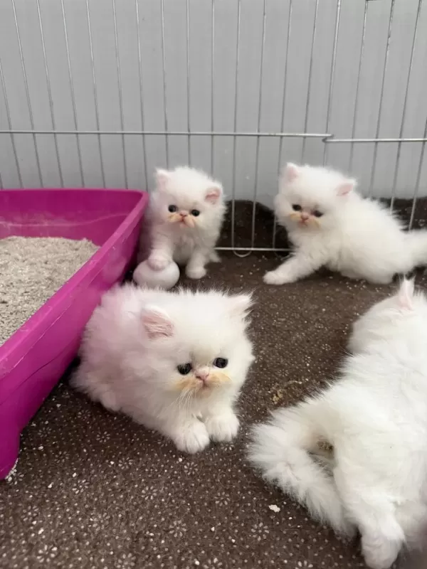 Sağlıklı Pamuk Kedilerim