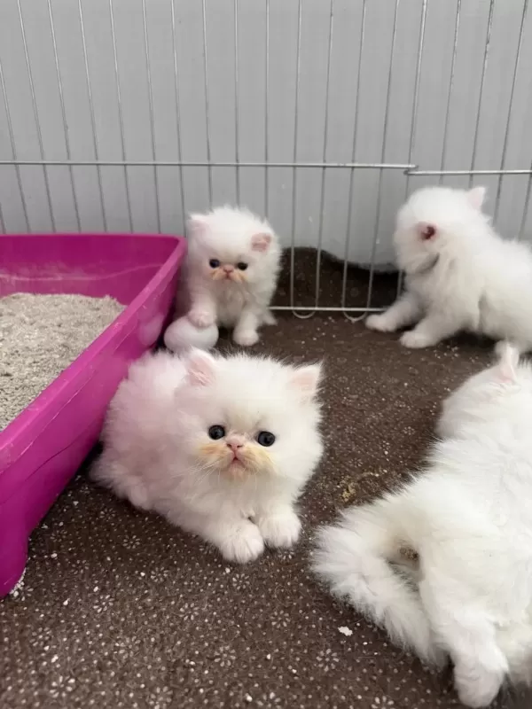 Sağlıklı Pamuk Kedilerim