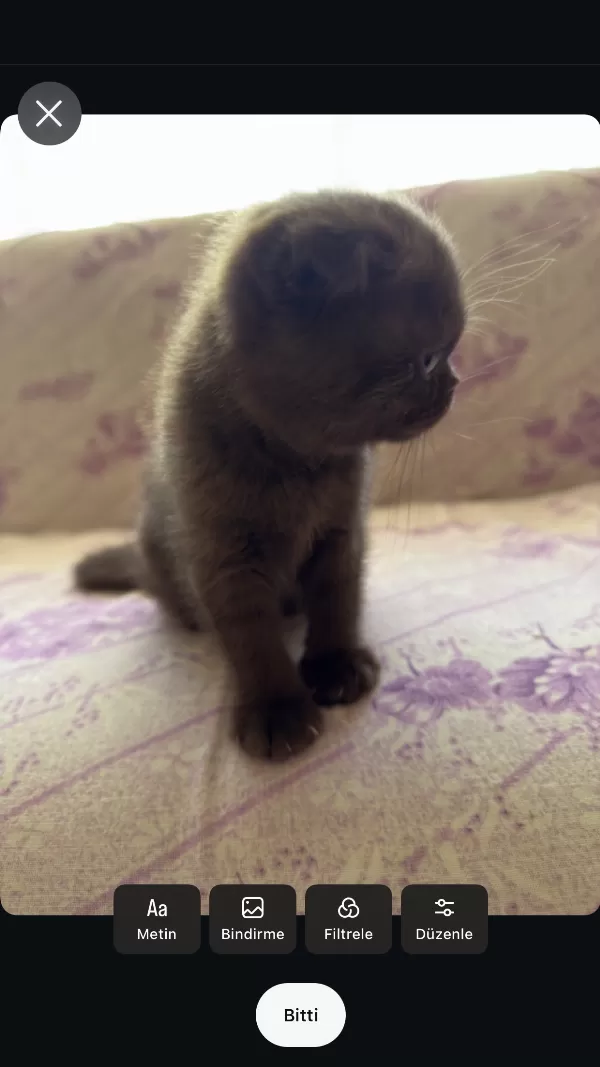 Özel Renk Çikolata Scottish Fold