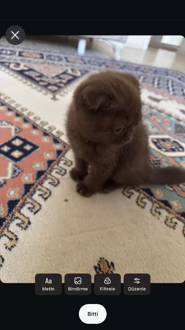 Özel Renk Çikolata Scottish Fold